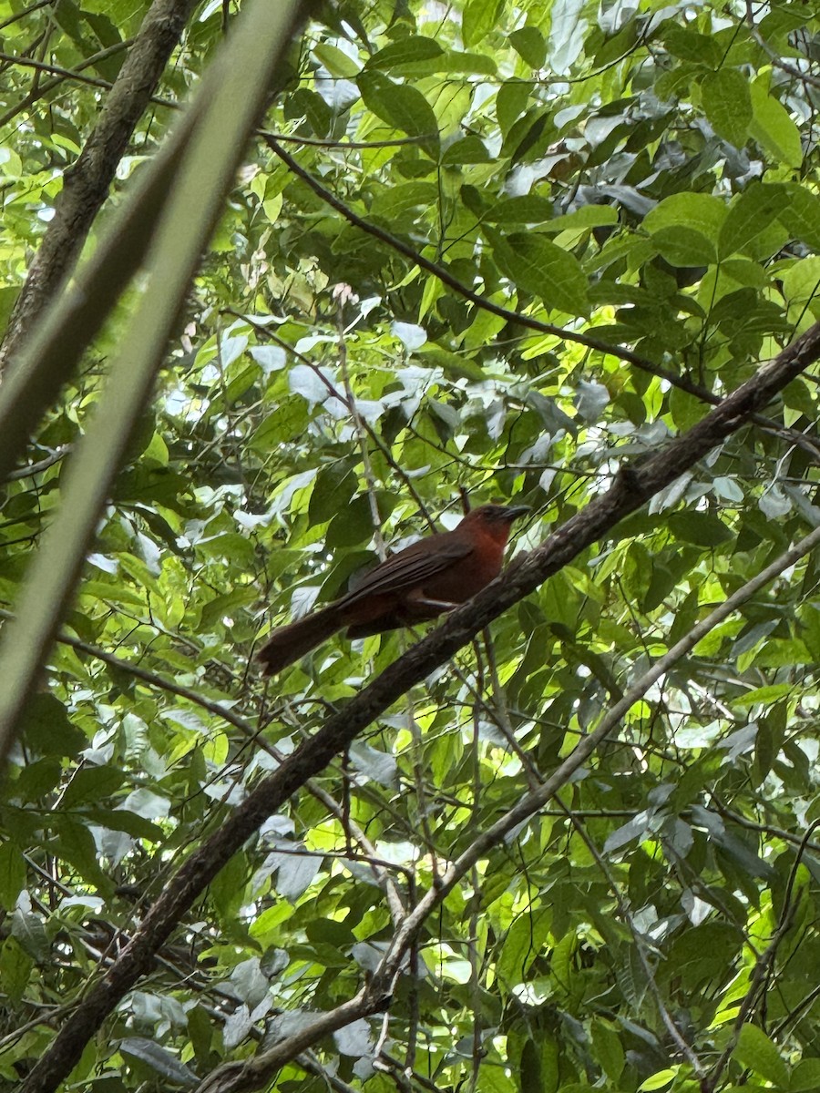 Red-throated Ant-Tanager - ML638677932