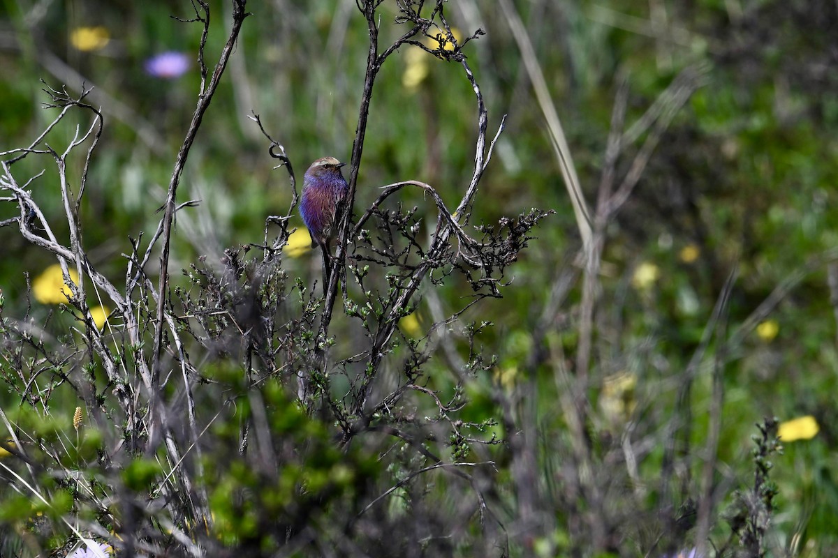 White-browed Tit-Warbler - ML638677953