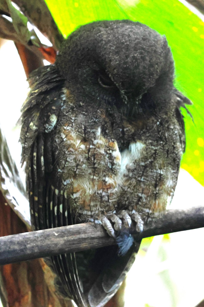 Madagascar Scops-Owl (Rainforest) - ML638677964