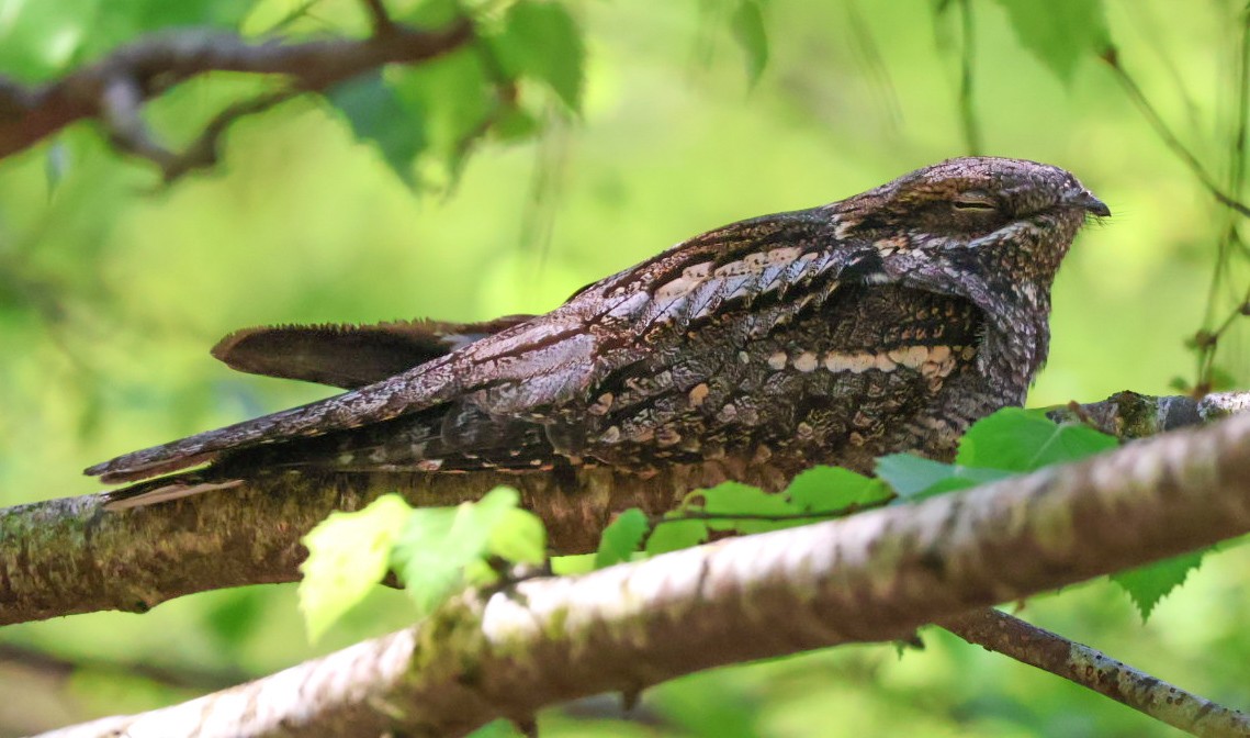 Eurasian Nightjar - ML638677996