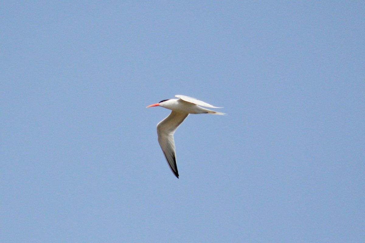 Elegant Tern - ML638678059