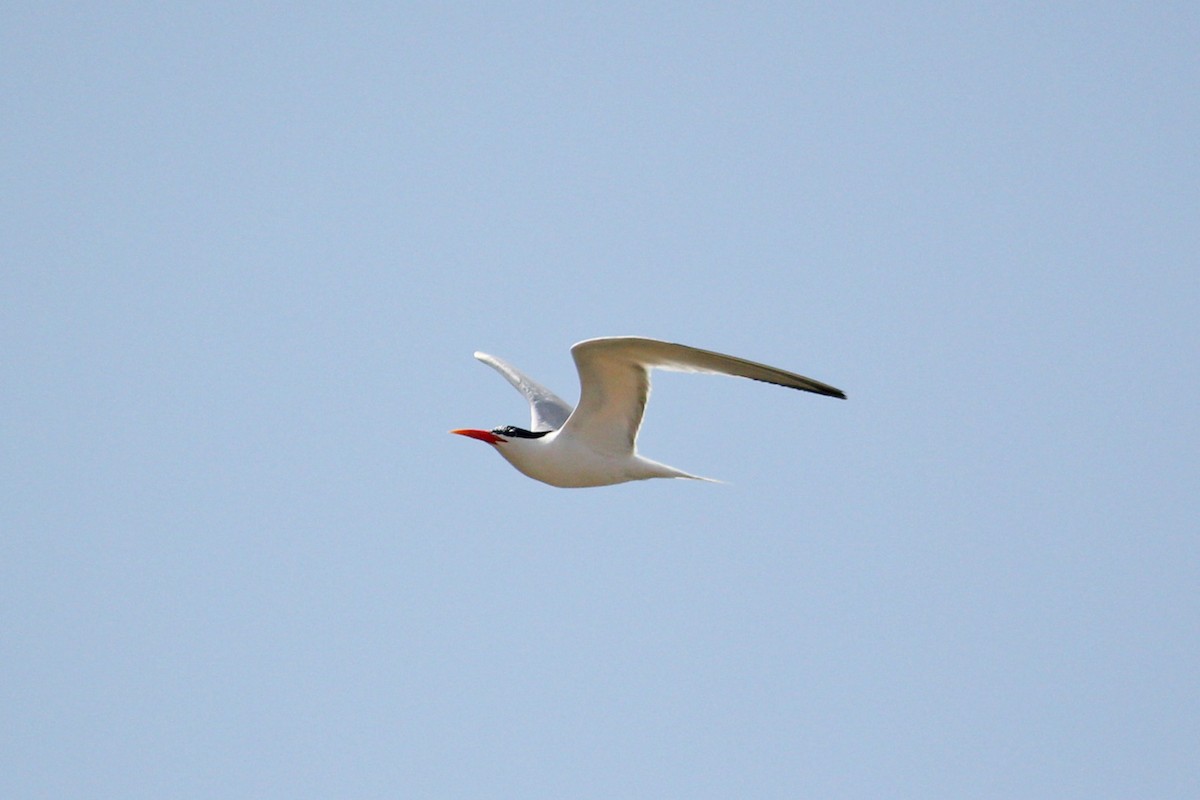 Royal Tern - ML638678066