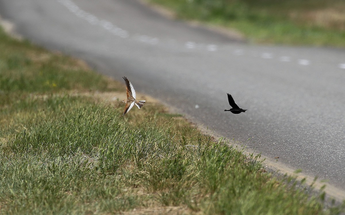 White-winged Lark - ML638678076