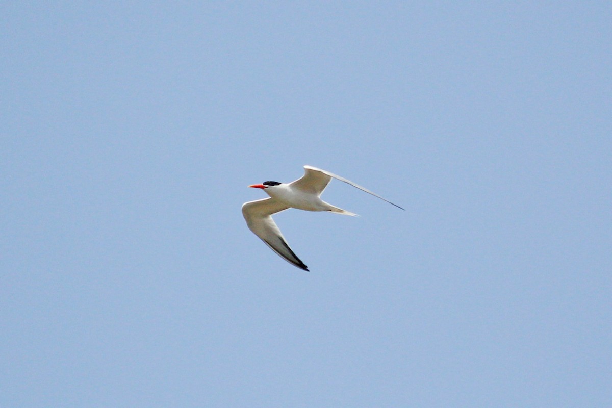 Royal Tern - ML638678077