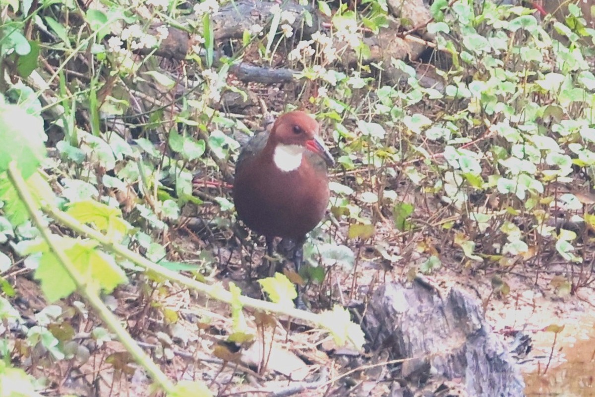 White-throated Rail - ML638678139