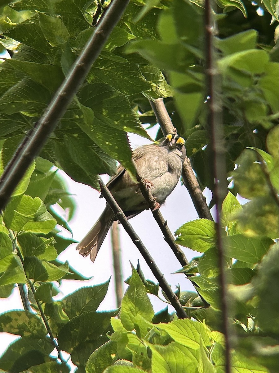 White-throated Sparrow - ML638678149