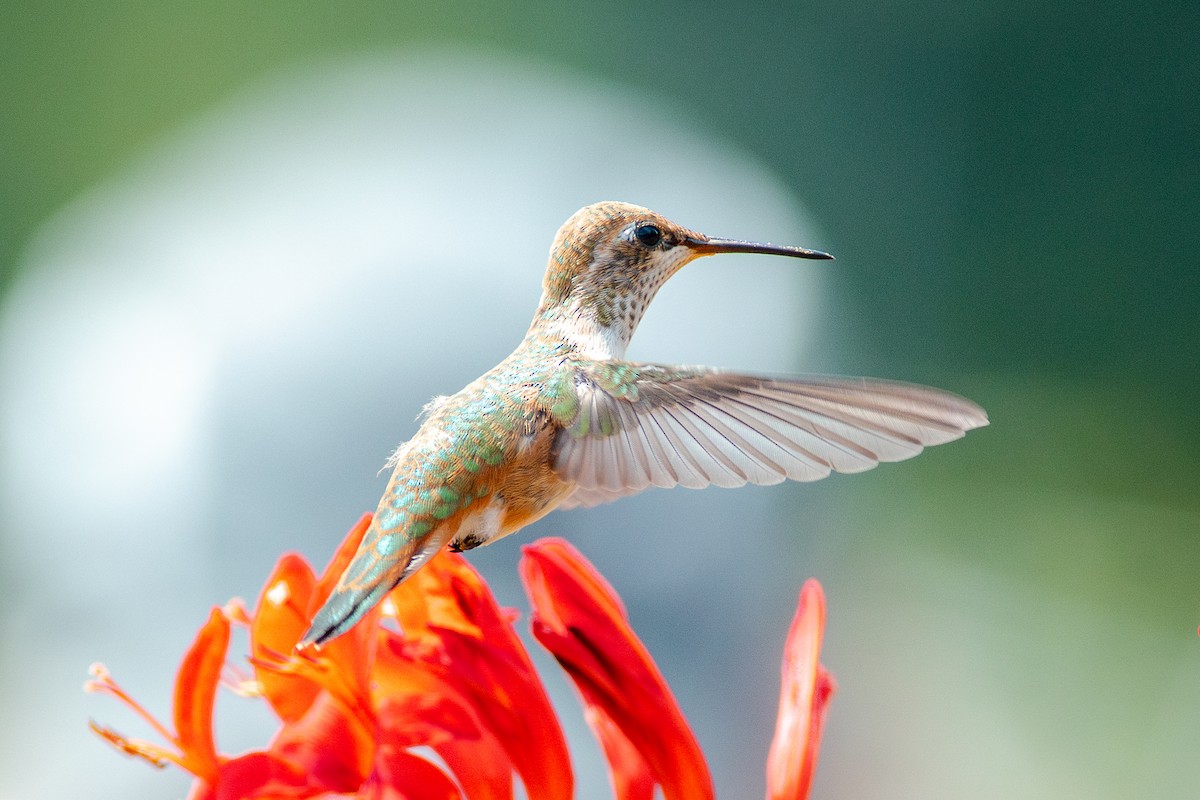 Rufous Hummingbird - ML638678172