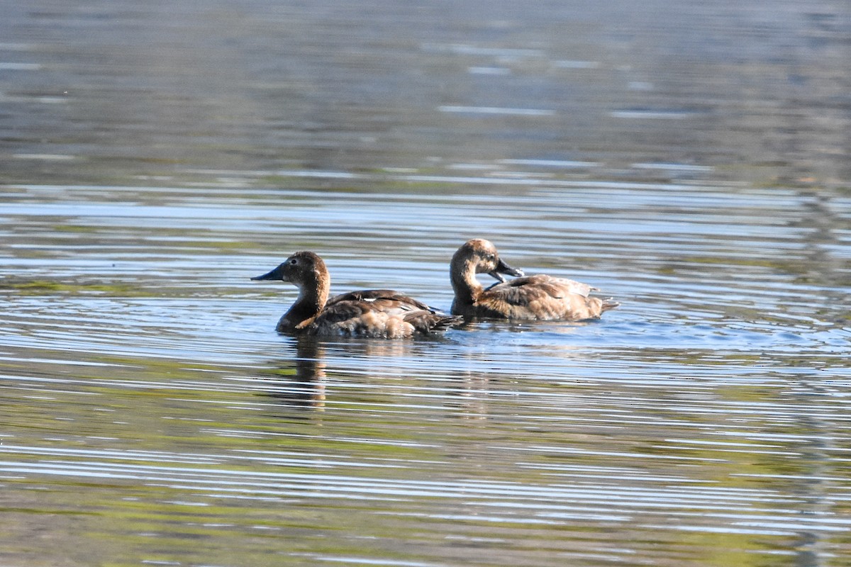 Canvasback - ML638678174