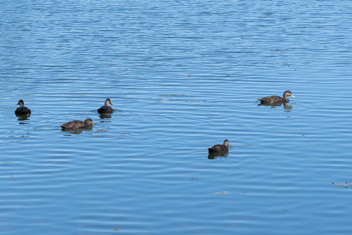 American Black Duck - ML638678189