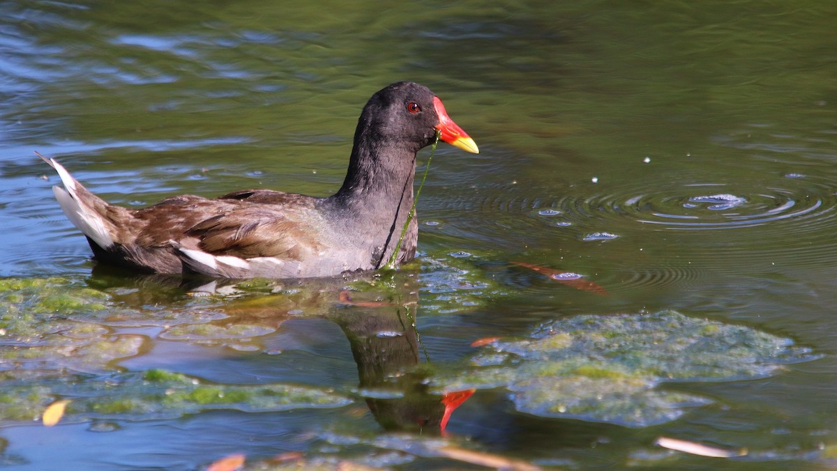 Eurasian Moorhen - ML638678195