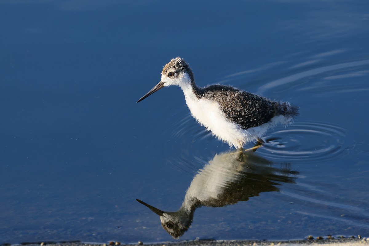 Black-necked Stilt (Hawaiian) - ML638678216