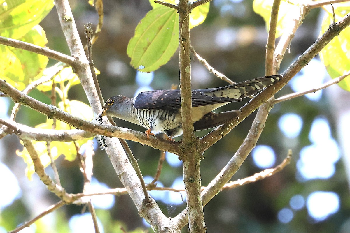 Madagascar Cuckoo - ML638678290