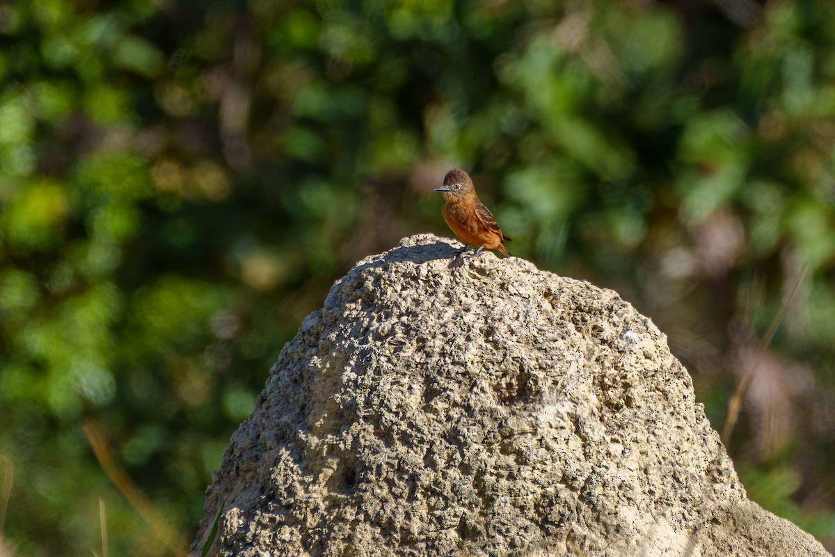 Moucherolle hirondelle - ML638678294