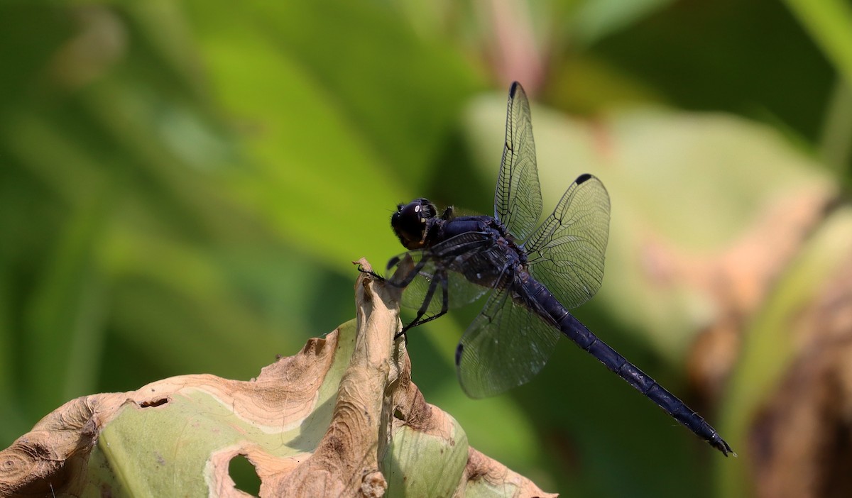 Slaty Skimmer - ML638678341