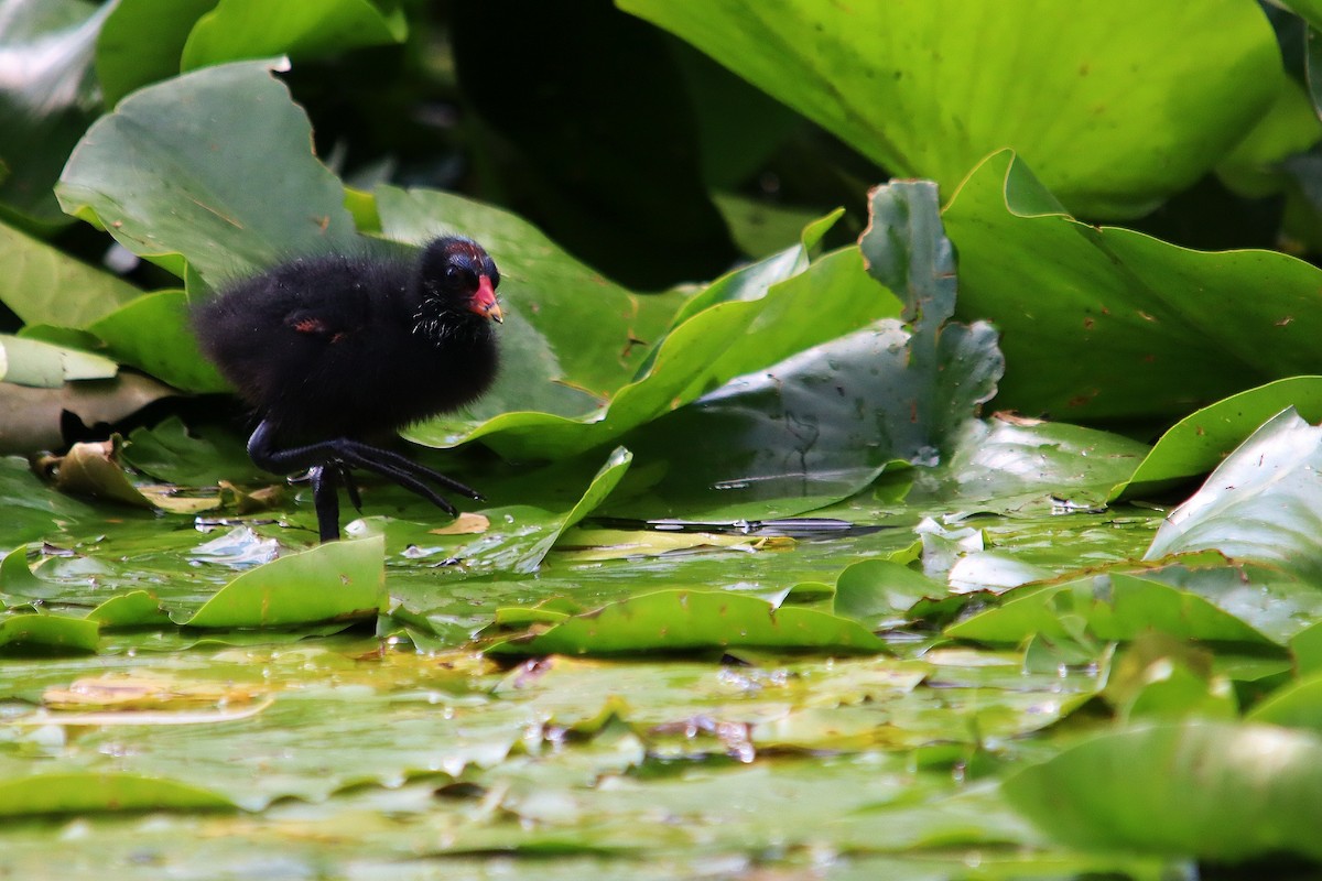 Eurasian Moorhen - ML638678350