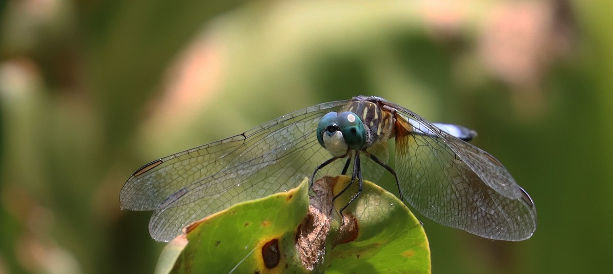 Blue Dasher - ML638678354