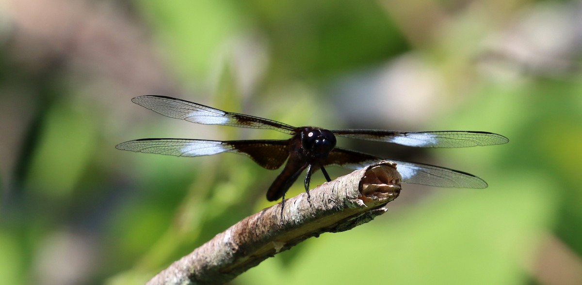 Widow Skimmer - ML638678390