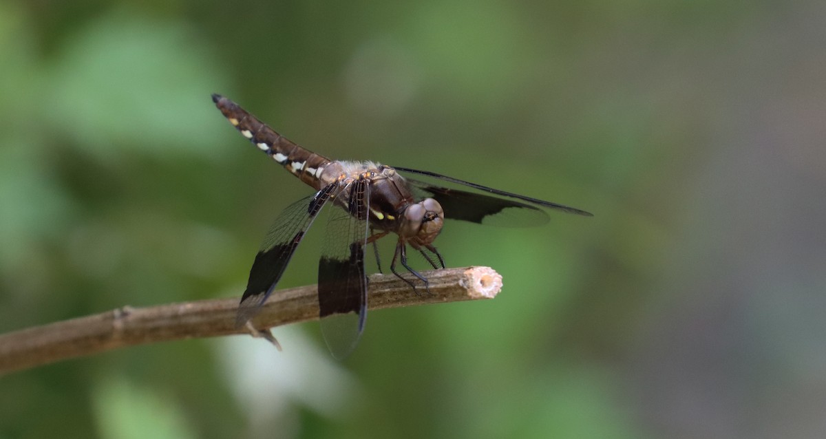 Common Whitetail - ML638678395