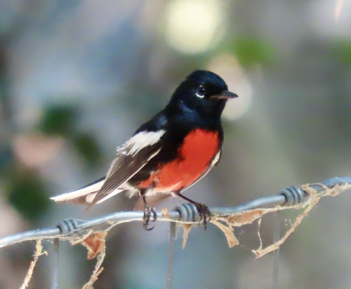 Rotbrust-Waldsänger - ML638678398