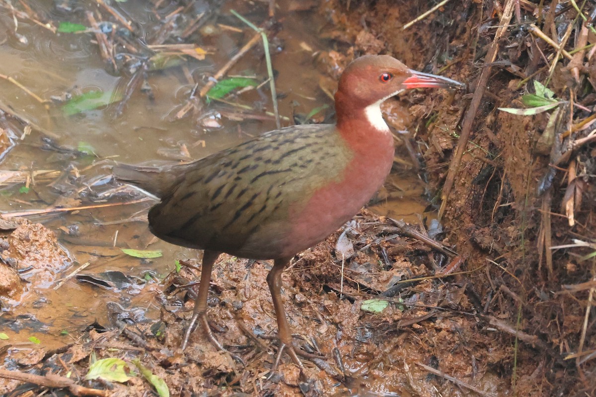 White-throated Rail - ML638678403