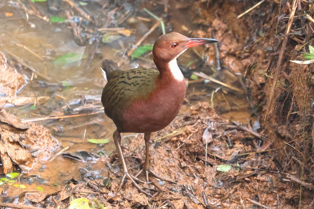 White-throated Rail - ML638678409