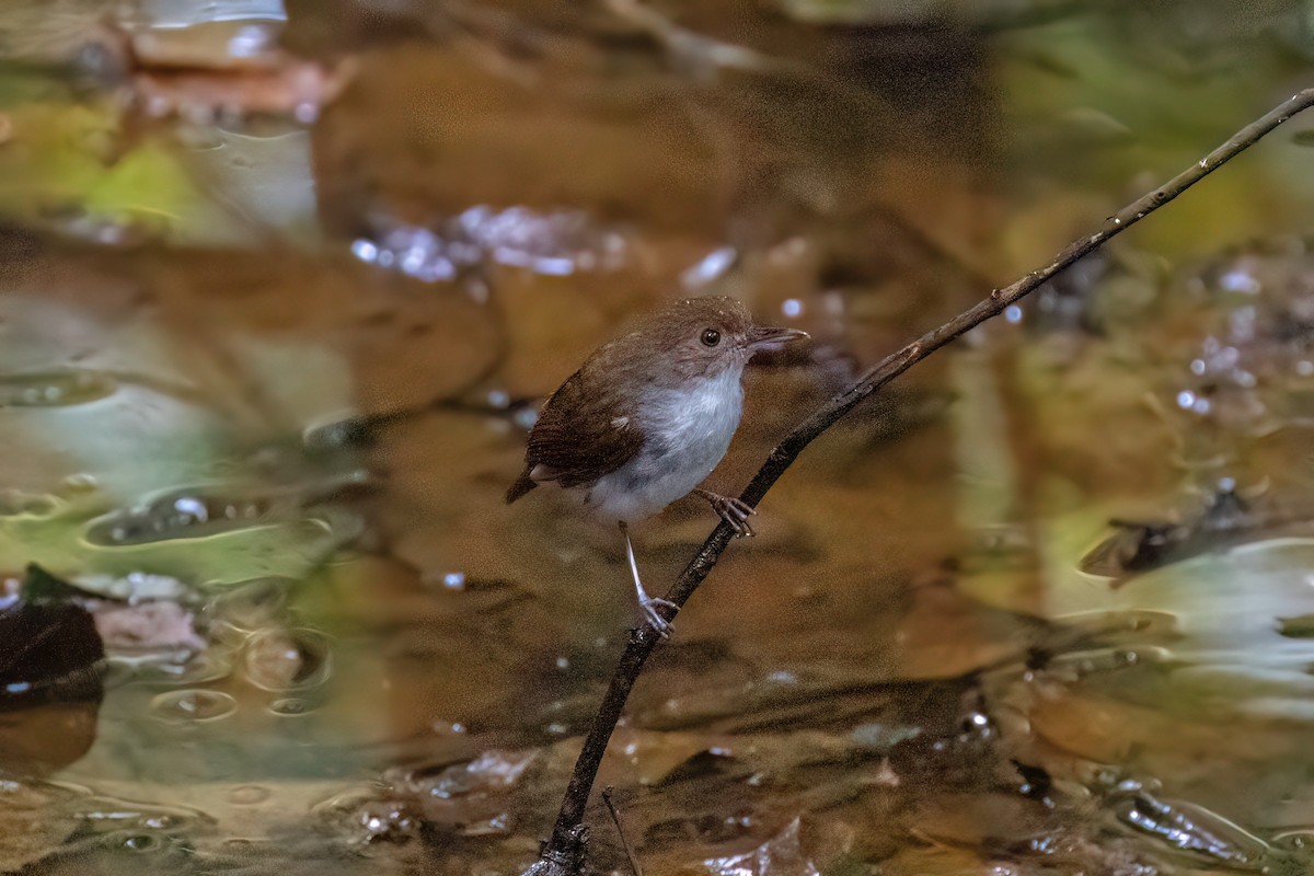 White-chested Babbler (Bornean) - ML638678428