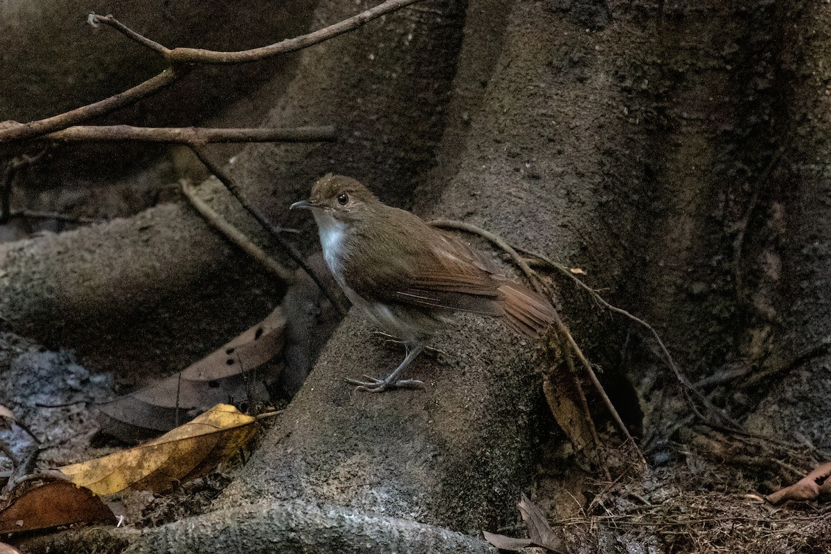 White-chested Babbler (Bornean) - ML638678434