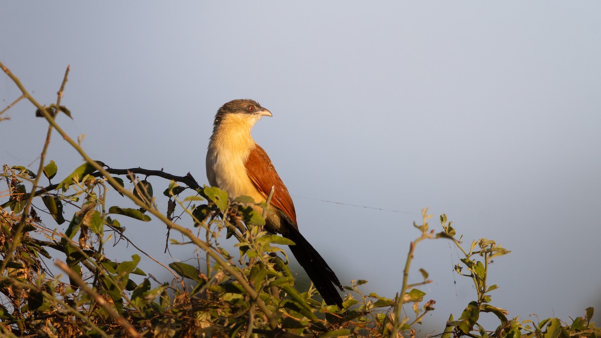 Senegal Coucal - ML638678465