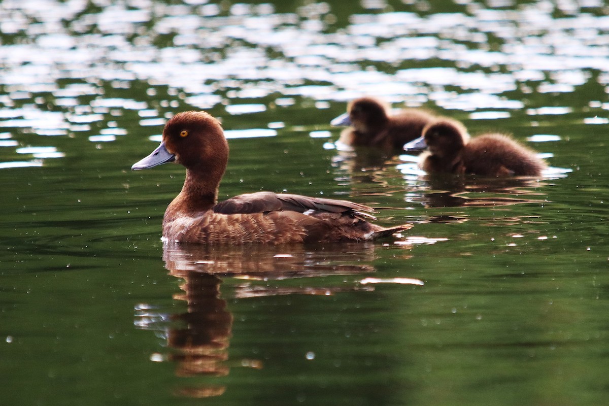 Tufted Duck - ML638678468
