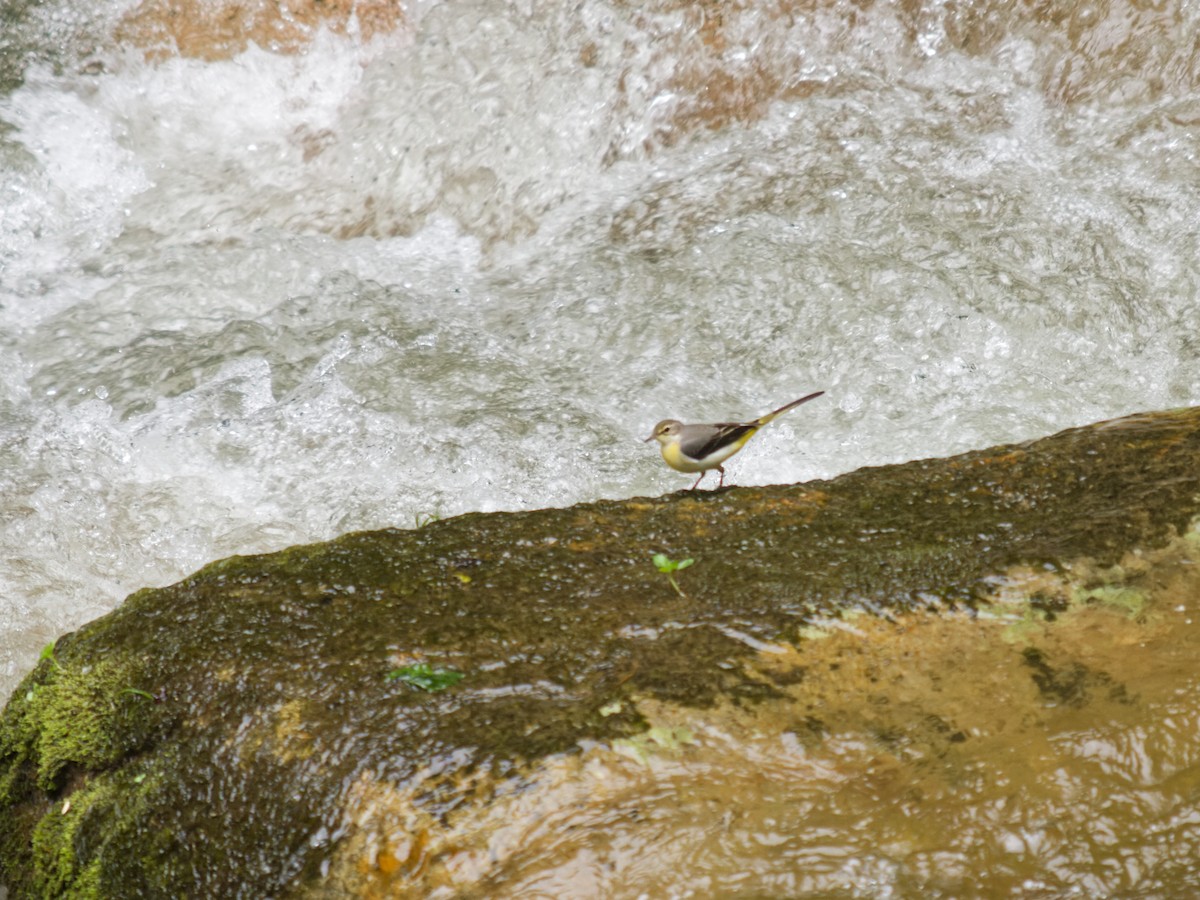 Gray Wagtail - ML638678469