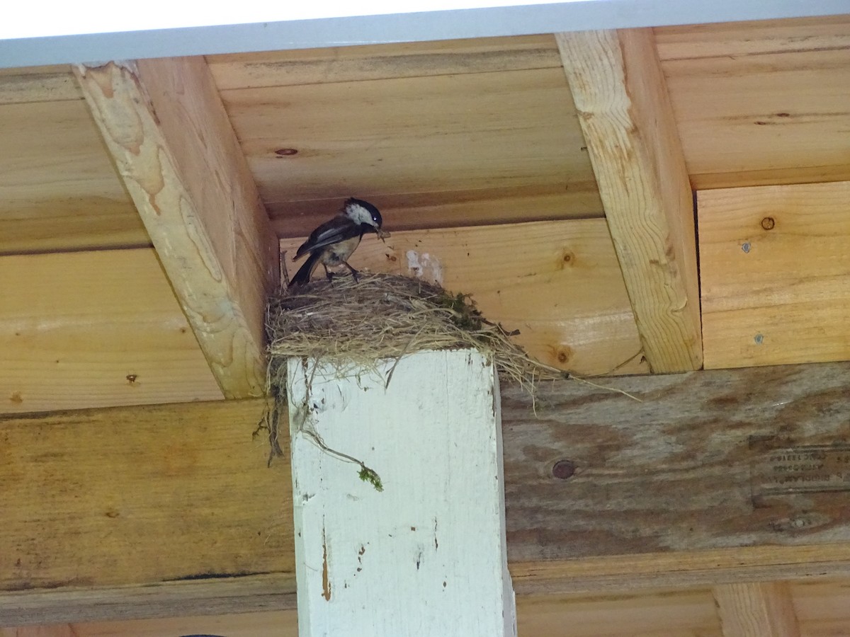 Black-capped Chickadee - ML638678474