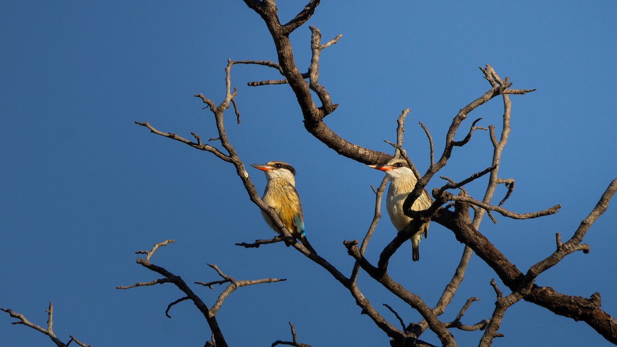 Striped Kingfisher - ML638678483