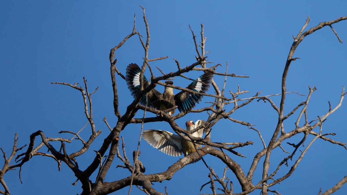 Striped Kingfisher - ML638678484