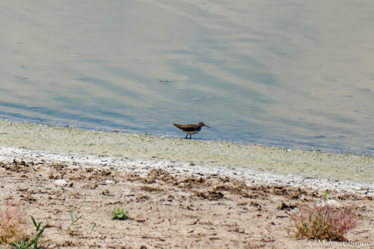 Green Sandpiper - ML638678485