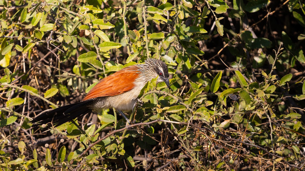 White-browed Coucal - ML638678494