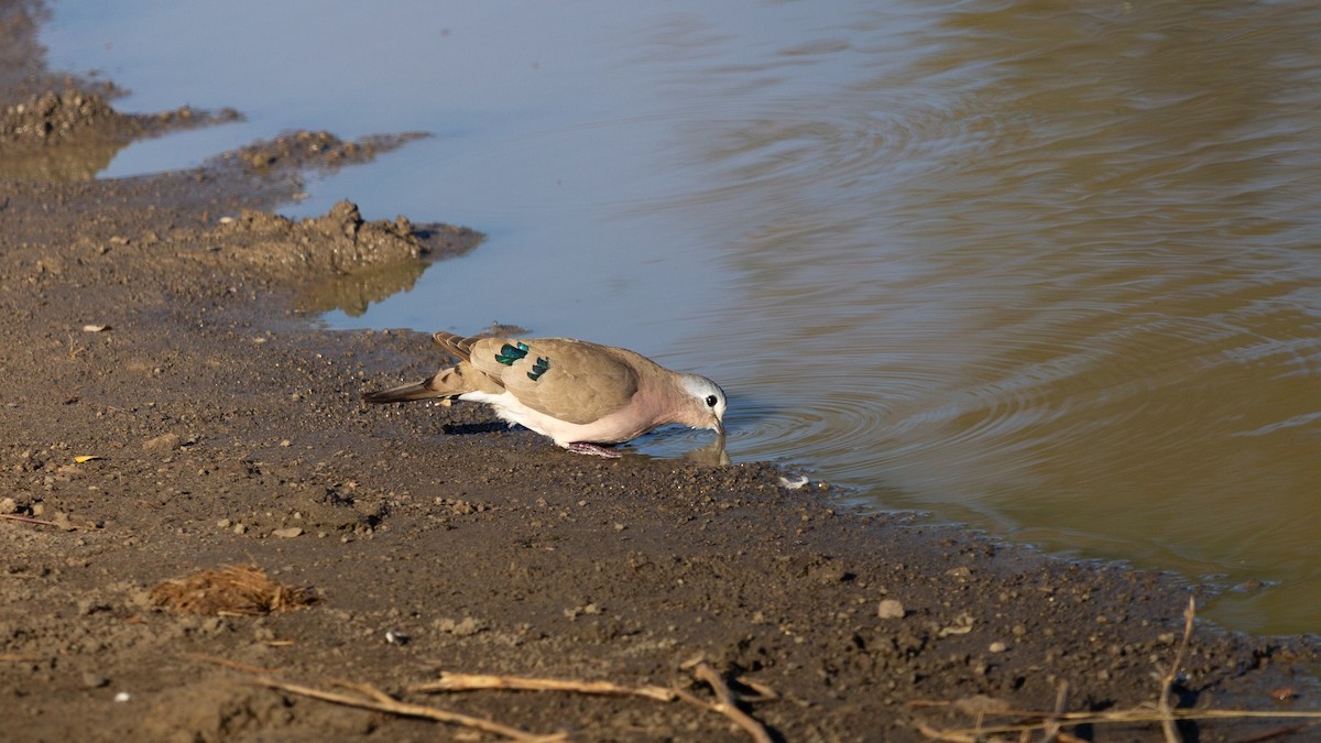 Emerald-spotted Wood-Dove - ML638678498