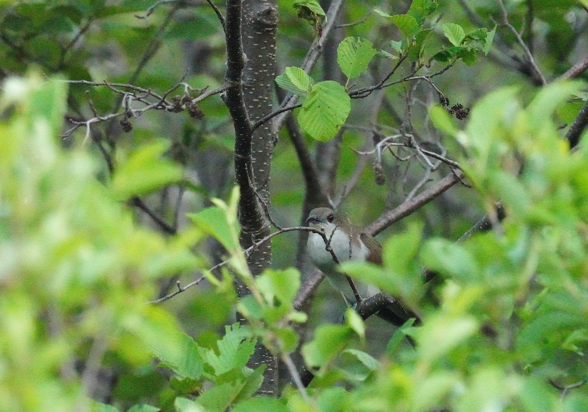 Black-billed Cuckoo - ML638678504