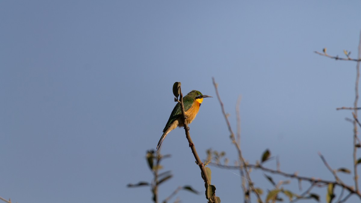 Little Bee-eater - ML638678505