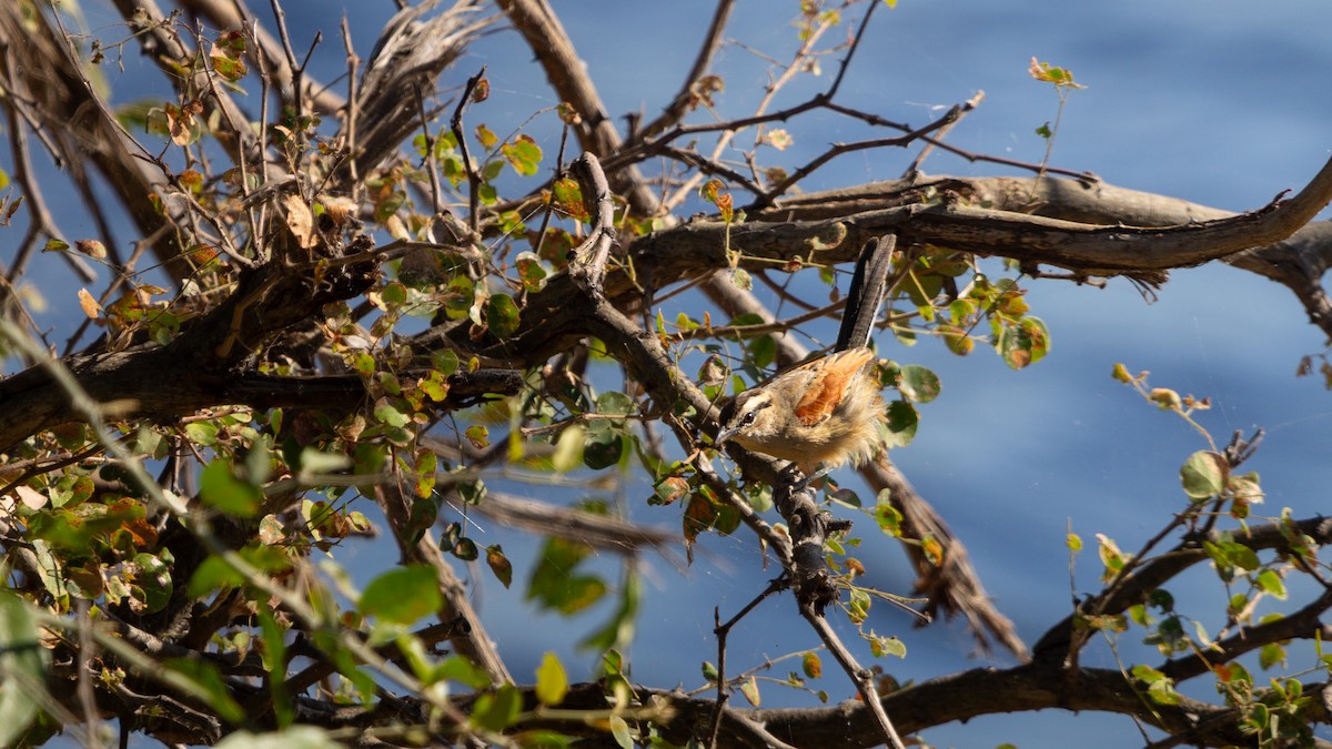 Brown-crowned Tchagra - ML638678517