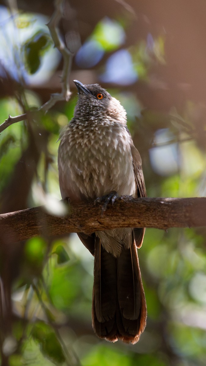 Arrow-marked Babbler - ML638678521