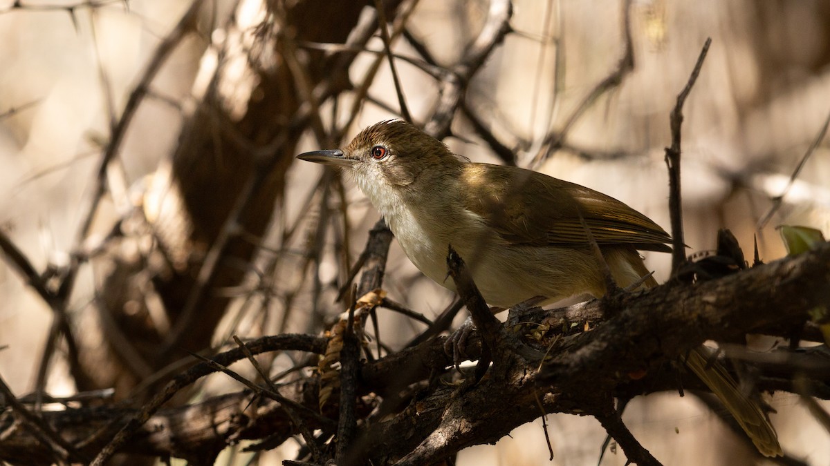 Terrestrial Brownbul - ML638678525