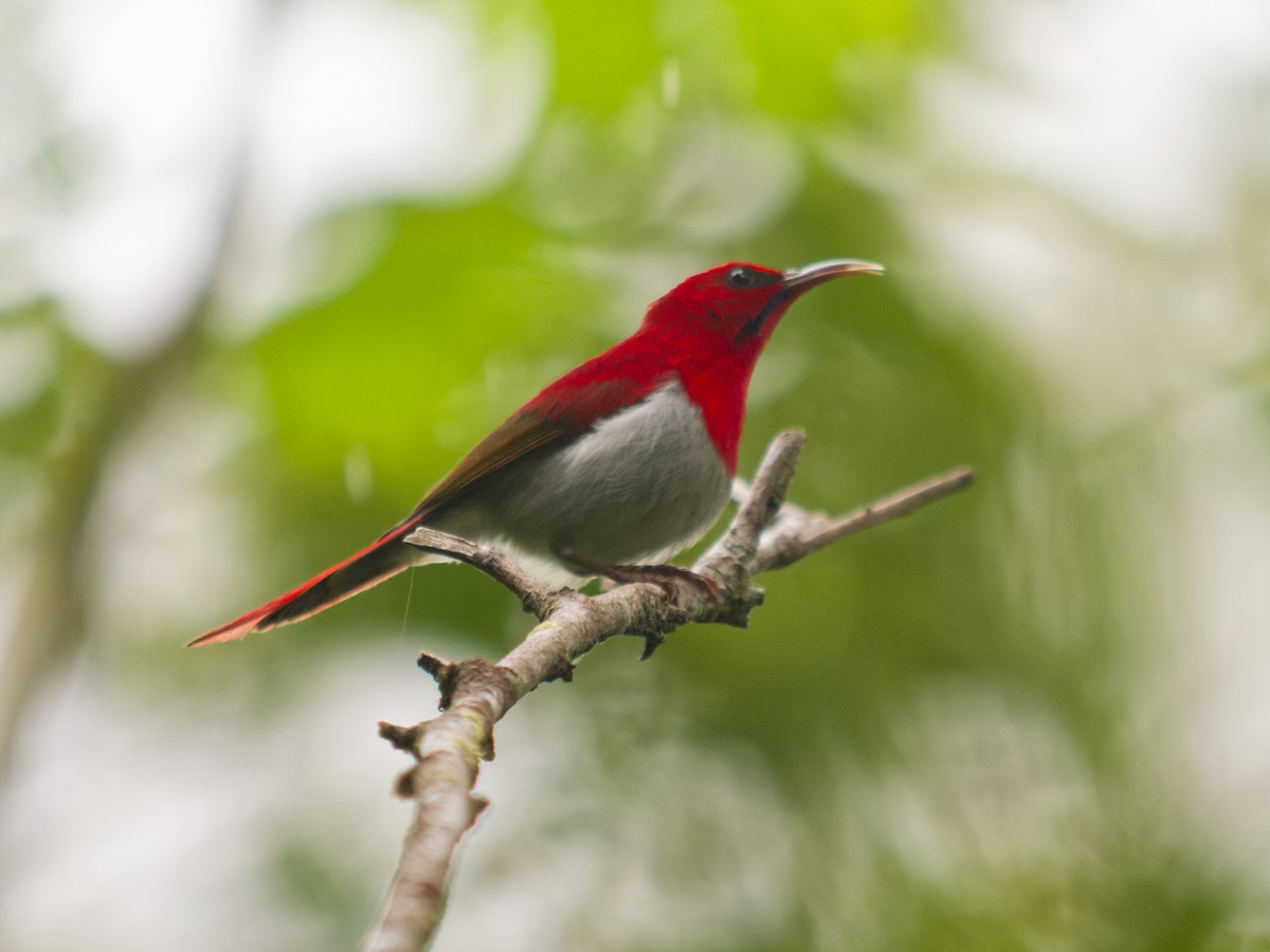 Temminck's Sunbird - ML638678547