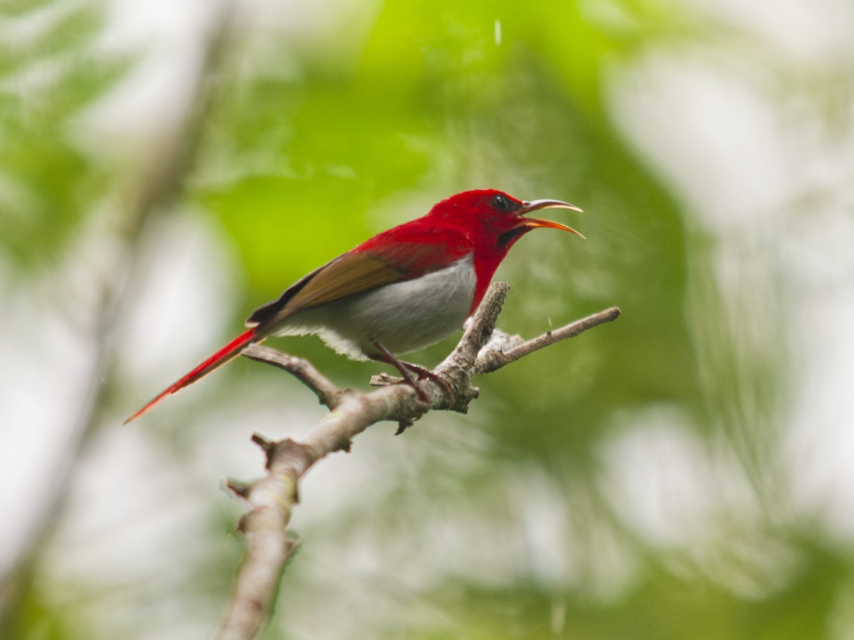 Temminck's Sunbird - ML638678548