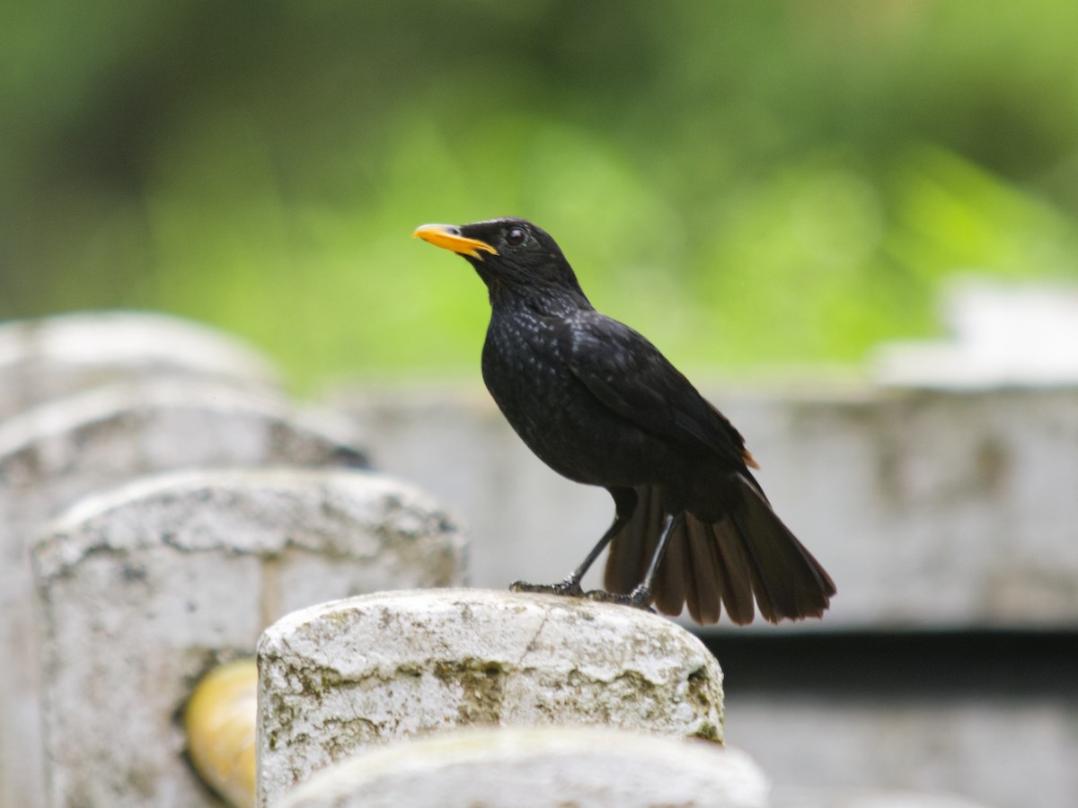 Blue Whistling-Thrush - ML638678555