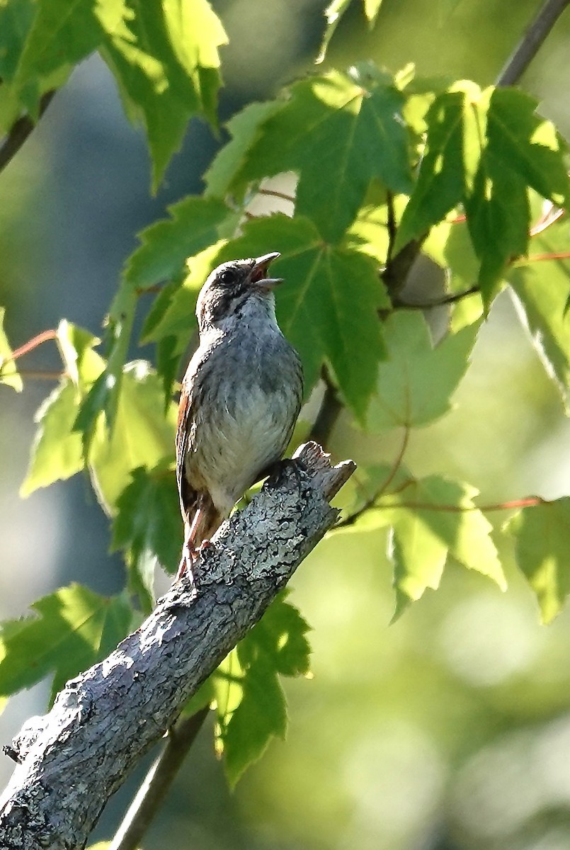 Swamp Sparrow - ML638678585
