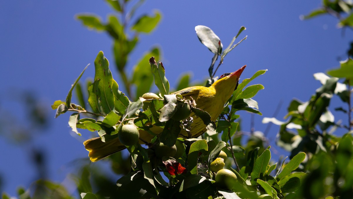 African Golden Oriole - ML638678588
