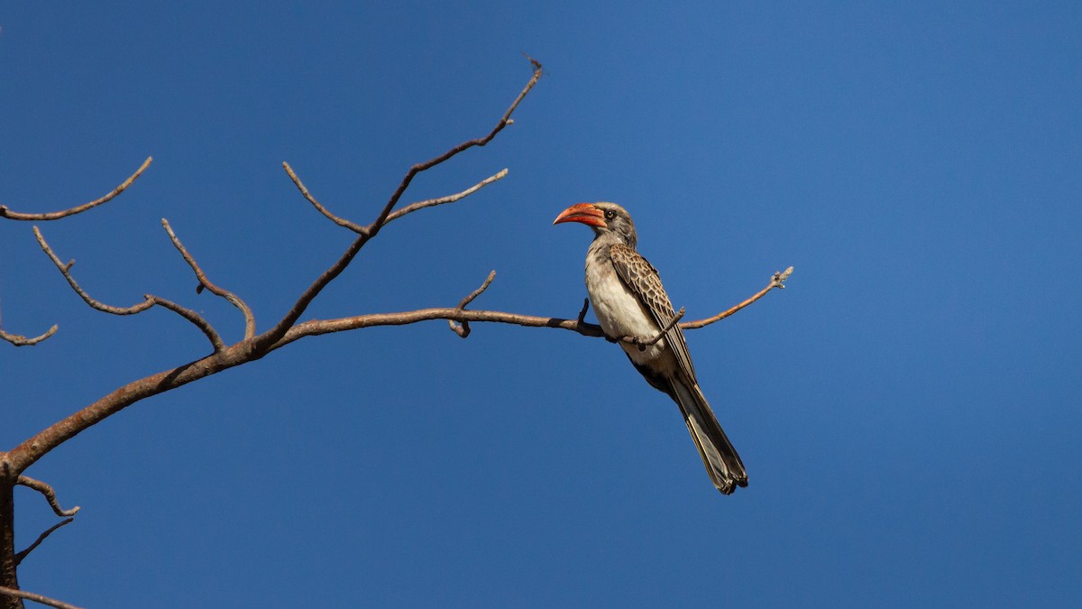Bradfield's Hornbill - ML638678622