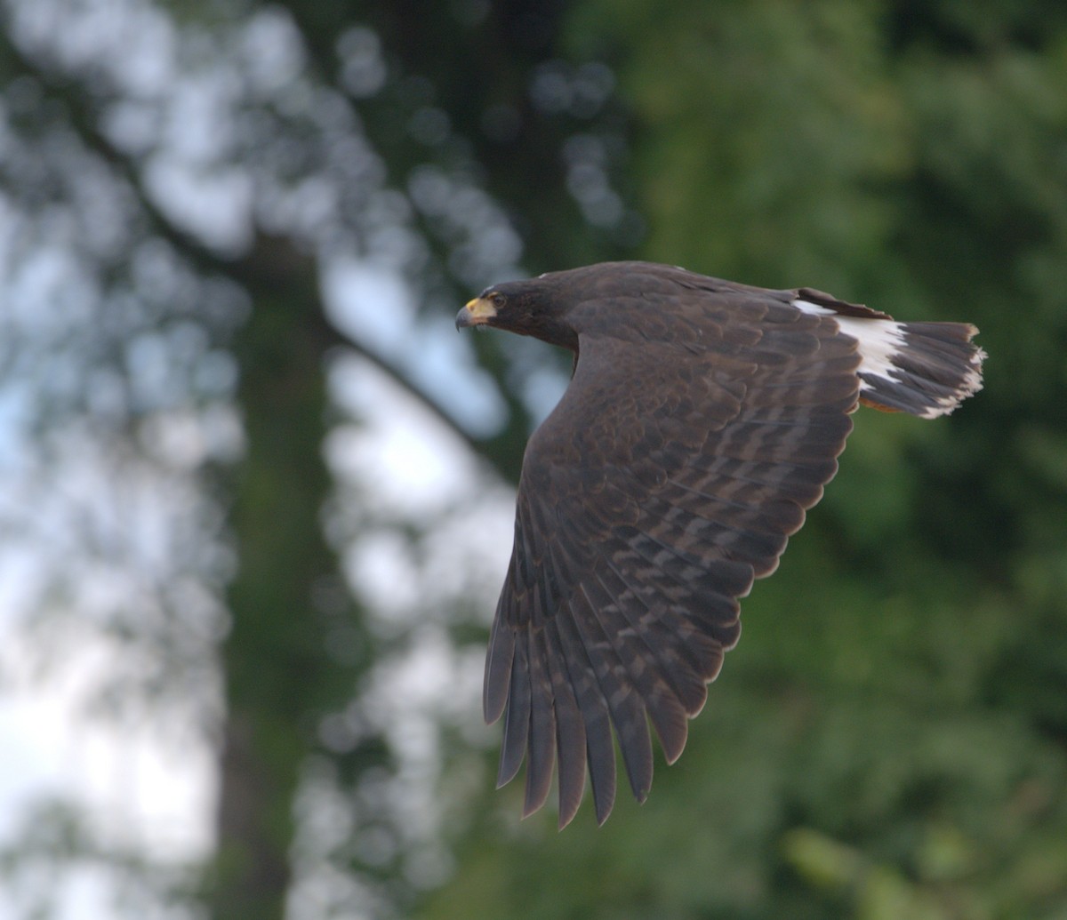 Great Black Hawk - ML638678624