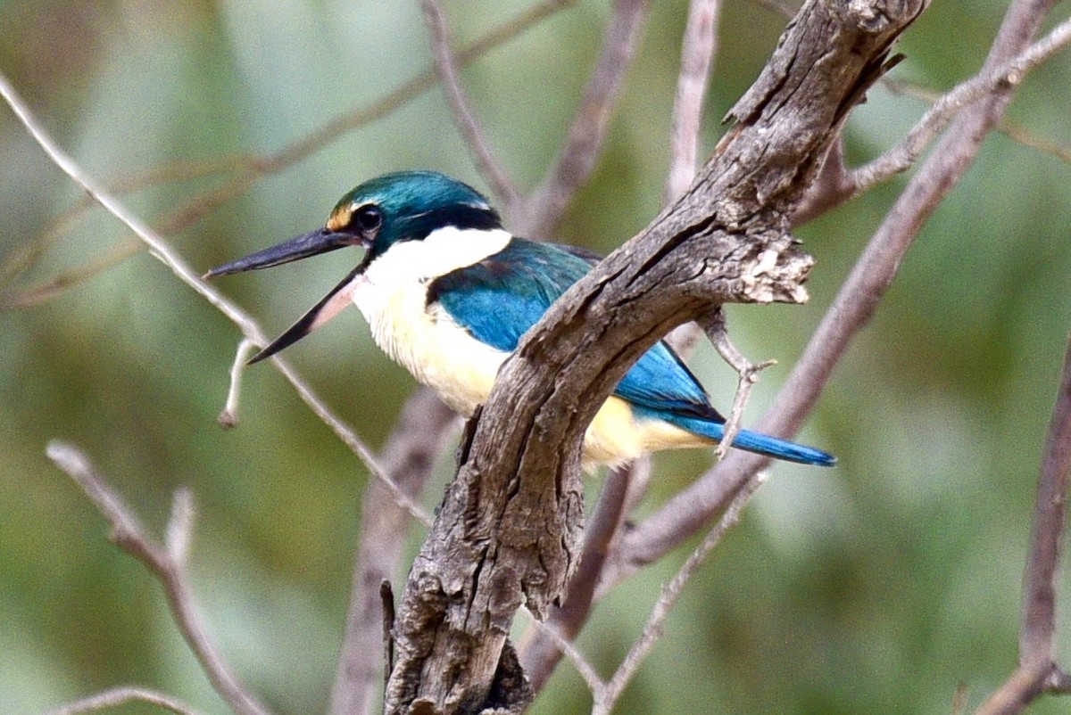 Sacred Kingfisher - ML638678626
