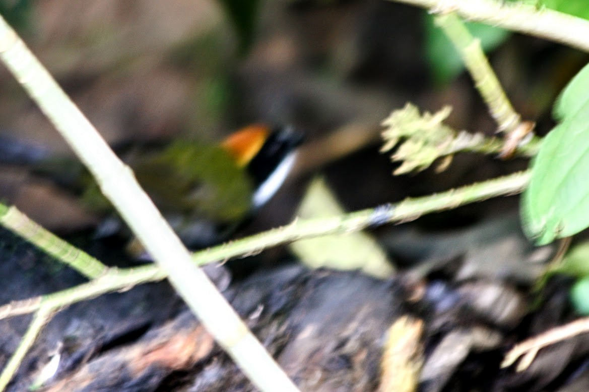 Chestnut-capped Brushfinch - ML638678639